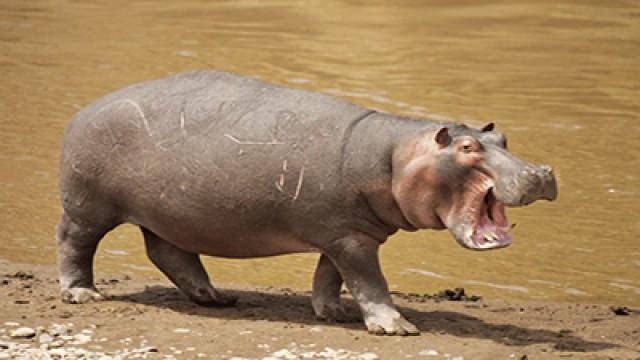 Hippos