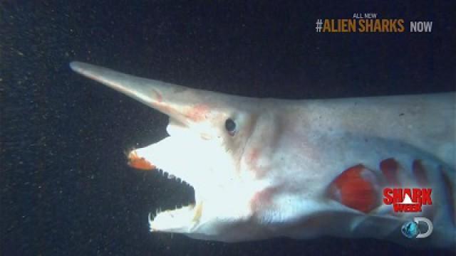 Alien Sharks of the Deep