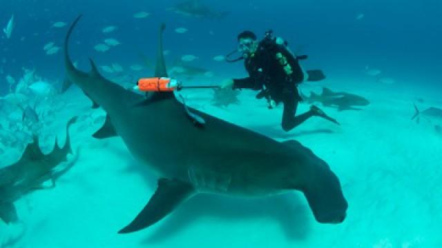 Great Hammerhead Invasion