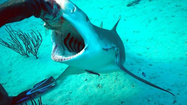 Shark School with Michael Phelps