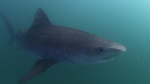 Tiger Shark Invasion