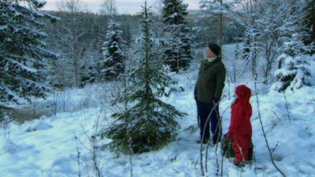 Reisen til juletreet