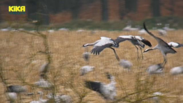 Geheimnis der Zugvögel