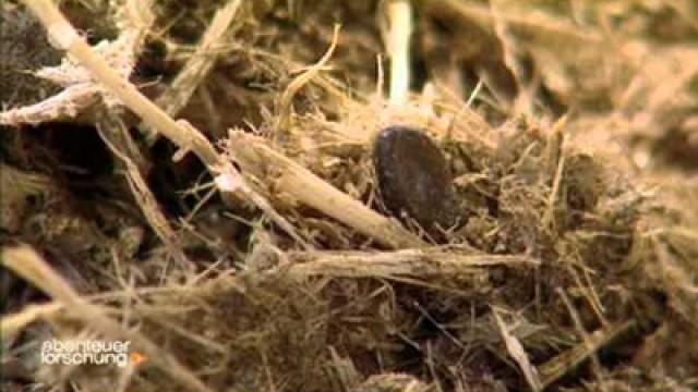 Eroberer der Hölle - Leben in der Wüste