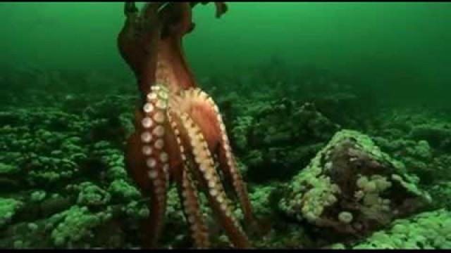 Mythen, Monster, Weltrekorde Geheimnisvolle Tiefsee