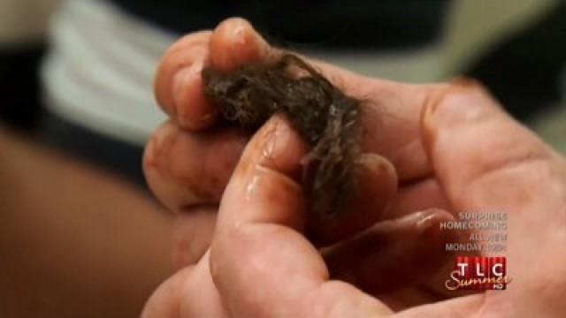 Pulling Hair Out of Drains; Eating Drywall