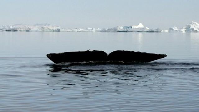 Le retour de la baleine boréale