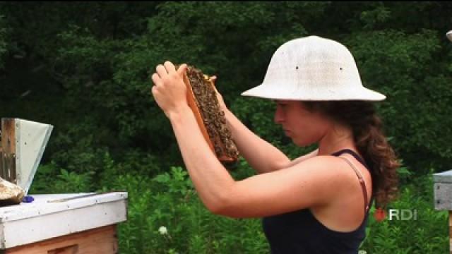 LA DISPARITION DES ABEILLES