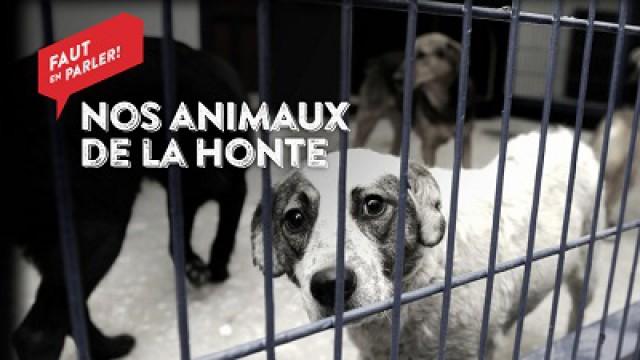 Faut en parler (5) - Nos animaux de la honte