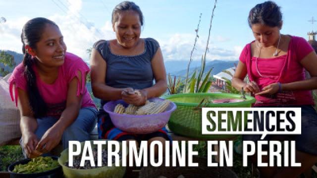 Semences : patrimoine en péril