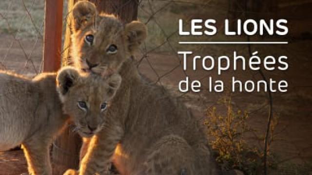 Les lions, trophées de la honte