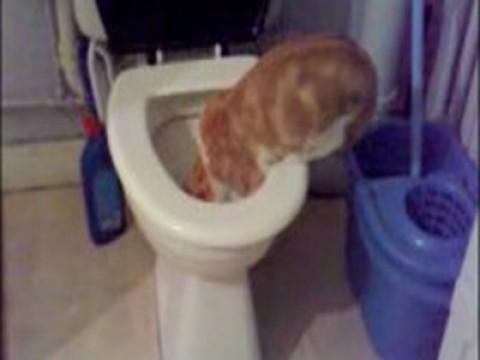 Chat dans toilettes