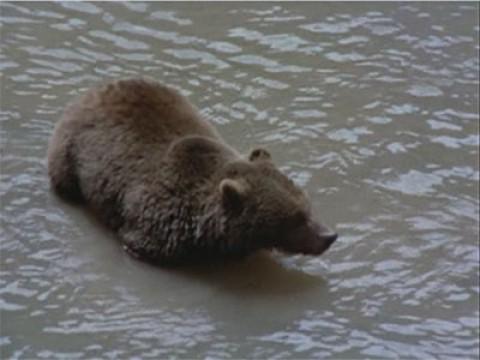 Prisioneros del bosque I