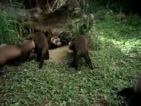 El juego de la caza I