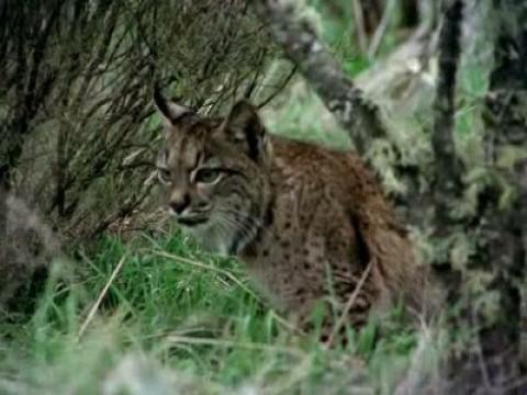 Los pequeños matadores II