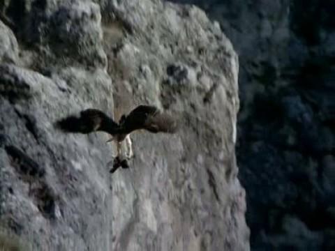 El águila perdicera II