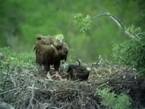 Rescatados del exterminio