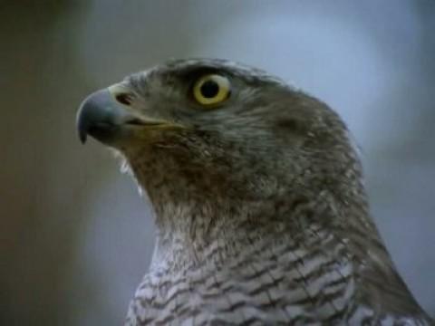 El pirata de la espesura