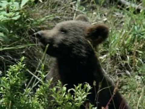 Al borde de la extinción II