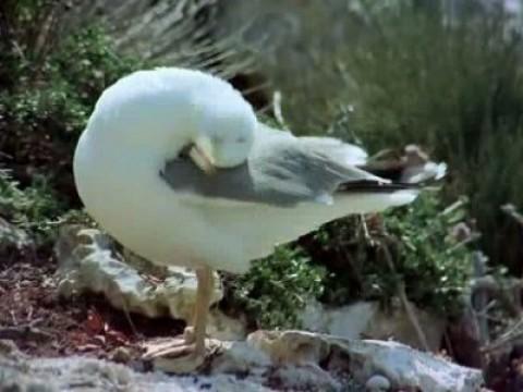 Cabrera, paraíso insular I