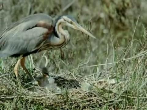 El parque nacional de Doñana II
