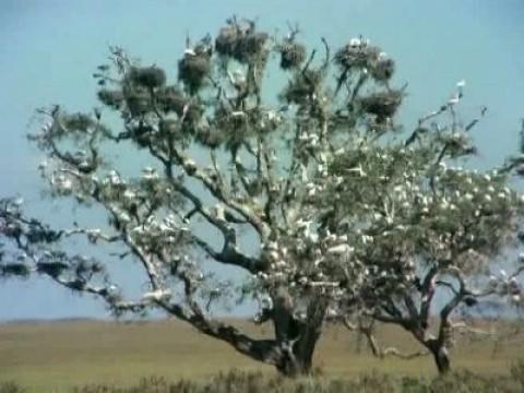 El parque nacional de Doñana III