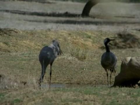 El buitre leonado II