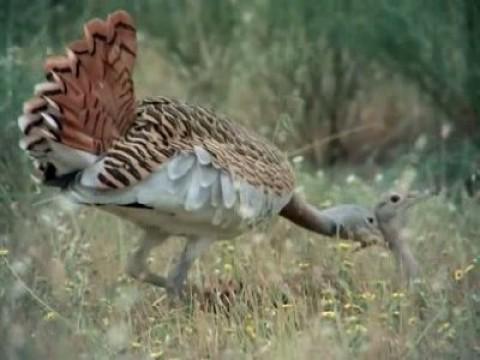 Las aves esteparias II