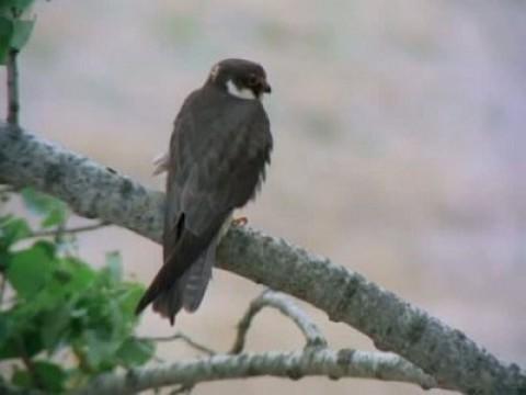 Los pequeños cazadores alados I (El Alcotán)