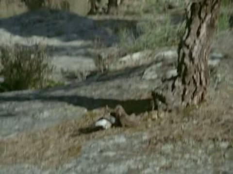 Los pequeños cazadores alados II (El Cernícalo)