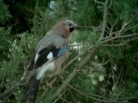 Los pequeños cazadores alados III (El Gavilán)