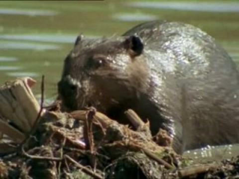 El lago de los castores