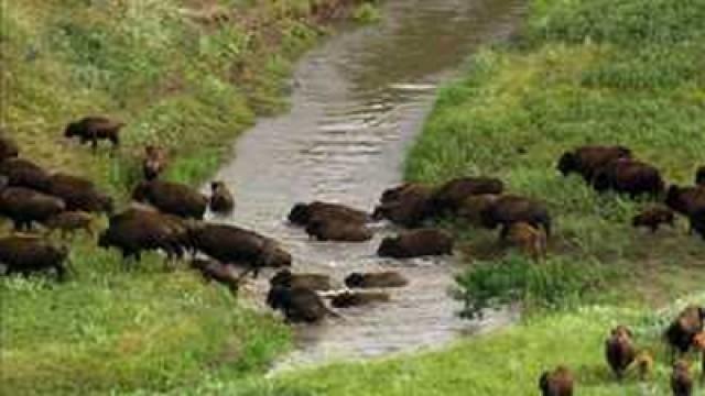 USA - Bison to Winner Rodeo
