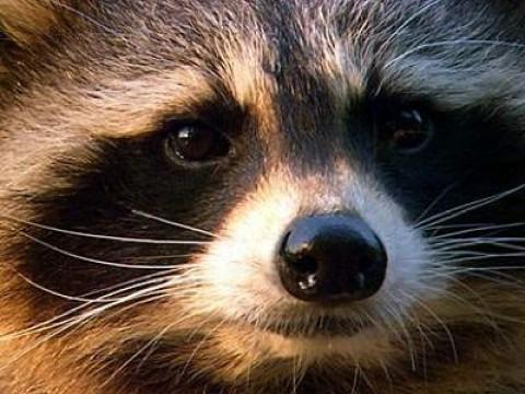 Waschbären - Einwanderer aus Wild West