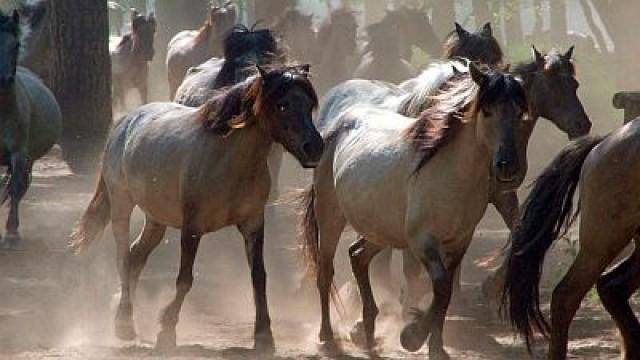 Die Letzten Europas - Wildpferde im Münsterland