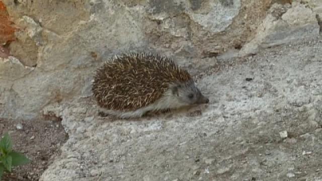 Igel, Spatz und Feldgrille – Der Wert der heimischen Artenvielfalt