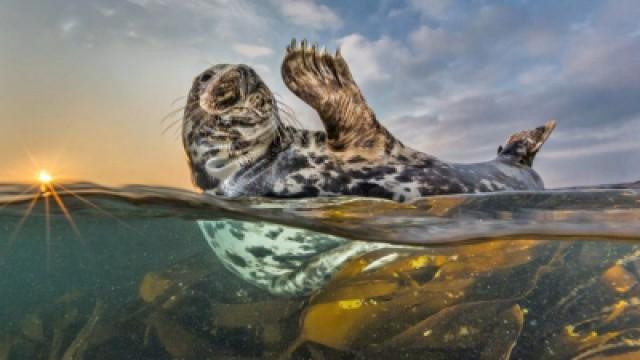 Der mit den Robben taucht