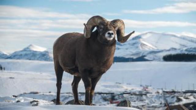 Le Canada grandeur nature: L’éternelle frontière