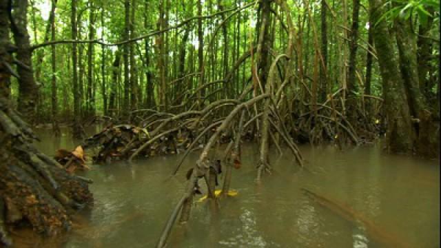 La grande barrière de corail - Épisode 2: Du récif à la forêt tropicale