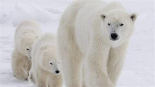 Le Canada grandeur nature : l'Arctique