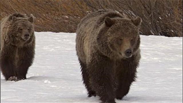 Yellowstone, au fil des saisons : l'hiver