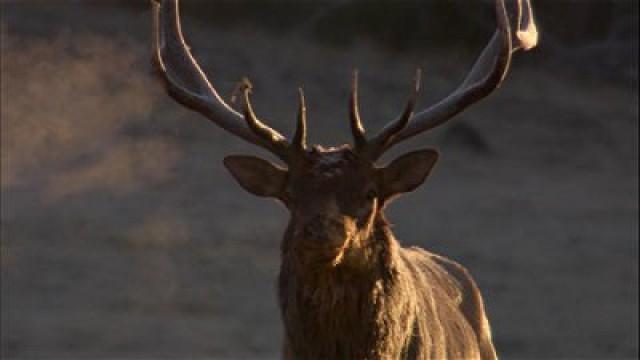 Yellowstone, au fil des saisons : le printemps