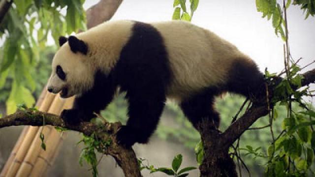 La Chine sauvage: la terre du panda