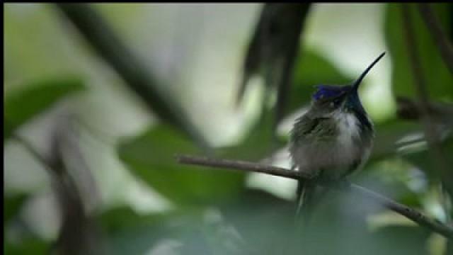 Terre : la grande aventure de la vie - Les oiseaux