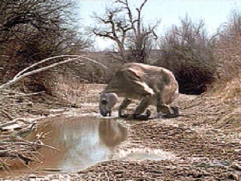 Sur la terre des monstres disparus Épisode 2 :  Un monde de géants Nos lointains ancêtres