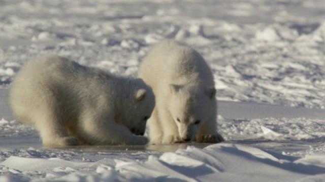 Le Canada grandeur (4/4): L'Arctique