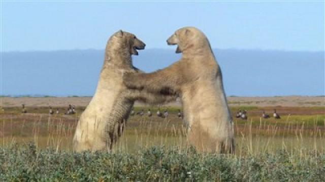 Terres de glace (4e de 6): La saison des ours