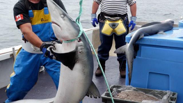 1000 jours pour la planète - Péril en mer