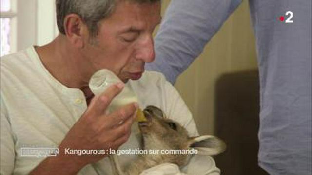 Animaux nos relations, nos points communs, nos différences