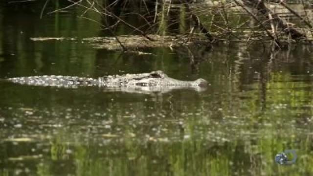 Alligator Alley